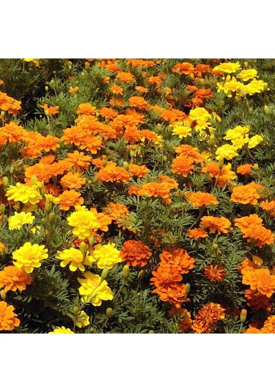 Soğuklara Dayanıklı Katmerli Geum Çiçeği Tohumu 20 Tohum