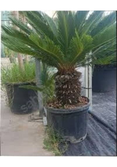 4 Adet Tohum Nadir Bulunan Skas Cykas Palmiye Tohumu Yeni Hasat V