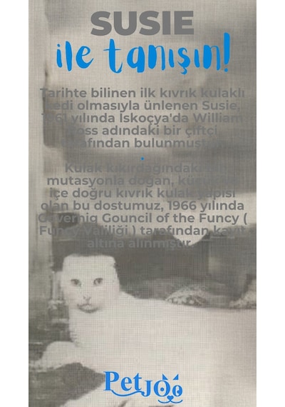 Petjoo 3.Susie Mavi-Gri Qr'lı Kedi Künyesi