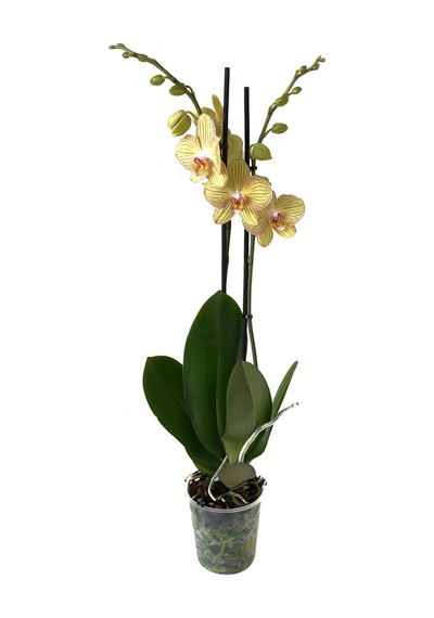 Phalaenopsis 'Torıno' (Sarı Orkide) Ø12 CM Y70-80 CM