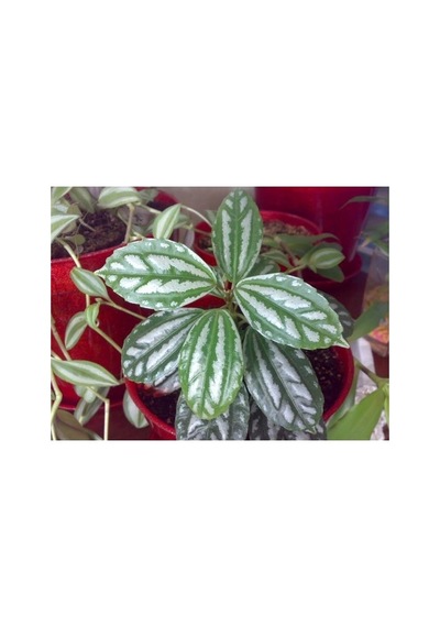 Karyağdı Alüminyum Çiçeği Topçu Çiçeği Fidanı Pilea Cadierei 3 Adet