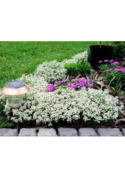 500+ Alyssum Beyaz Çiçekli Kar Bahçesi Tohumu N111914