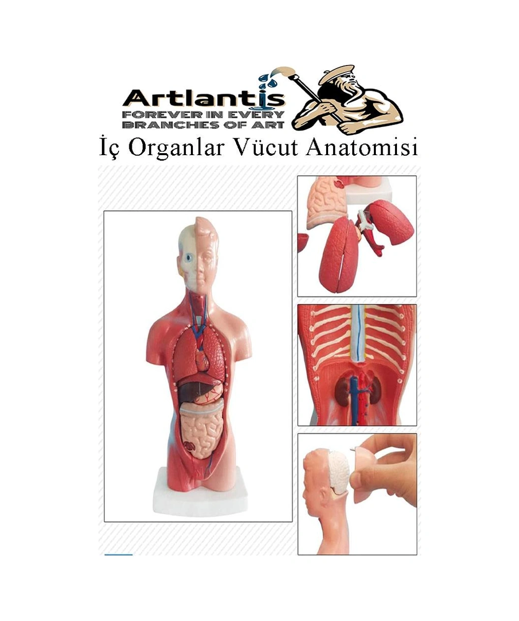 İnsan Organ Maketi 45 Cm 1 Adet İnsan Anatomi Modeli 15 Parça Sök Tak İnsan İç Organları Tıbbi Model Vücut
