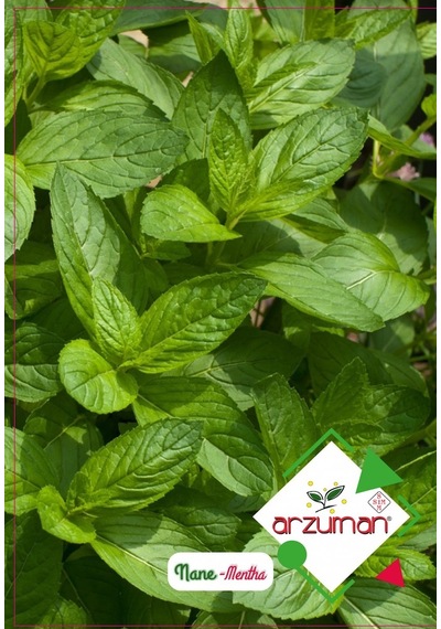 Nane Tohumu Kokulu Nane Tohum Aromalı Nane Tohum Adet Seçiniz 5 Paket 500 Adet