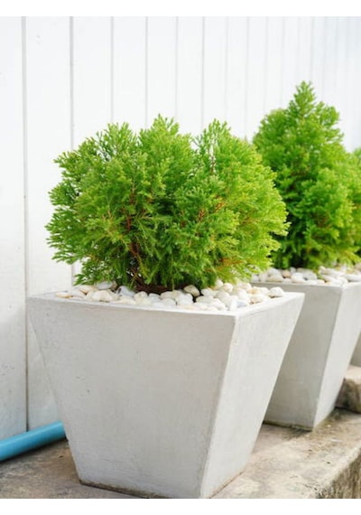 Favori Ürün Limoni Servi Limon Selvi Fidanı 10 15cm 8 Adet Tüplü Dış Mekan Cupressus Macrocarpa