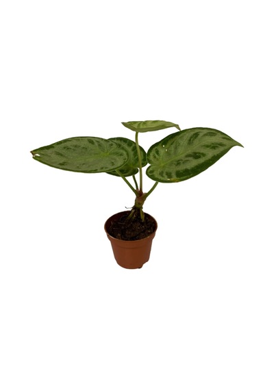 Anthurium 'Silver Blush'