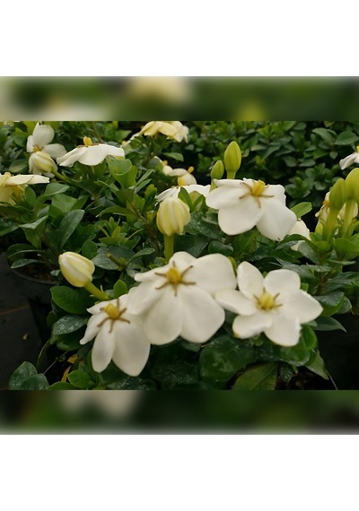 Gardenya 50-80 Cm 2-3 Yaş Yoğun Kokulu
