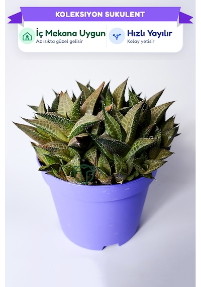 Haworthia Venosa Koleksiyonluk Sukulent Ev Ve Ofis Bitkisi 1 Adet