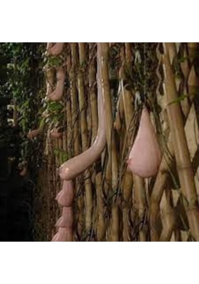5 Adet Tohum Organik Vietnam Kadın Göğüs Süs Su Kabak Tohumu Saks