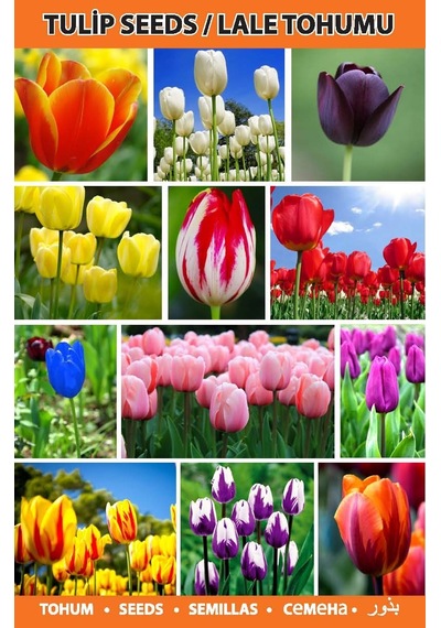 25 Adet KBeyaz Gerbera Çiçeği Tohum +10 Adet Lale Tohumu N111204