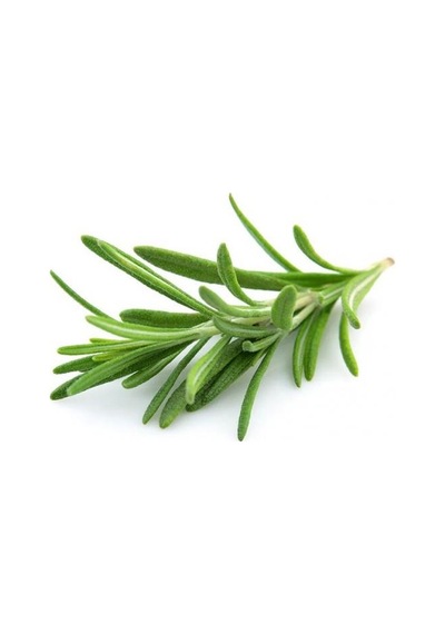 Biberiye Fidanı 20-30 Cm 15 Adet Rosmarinus Officinalis