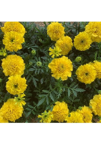 Kadife Çiçeği Tohumu Tagetes Patula