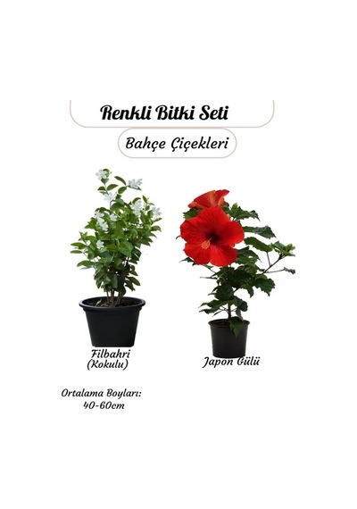 Saksılı 2 Li Çiçek Seti Kırmızı Japon Gülü & Filbahri 30-50cm Boy Aralığı
