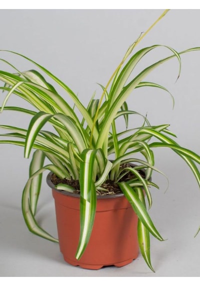 Kurdele Çiçeği 1 Adet Saksılı 25-40cm Chlorophytum Comosum