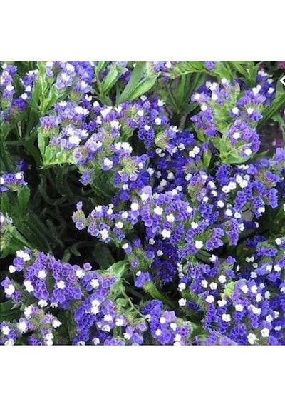 Limonium Sinuatum Blue River Deniz Lavantası Tohumu 30 Tohum
