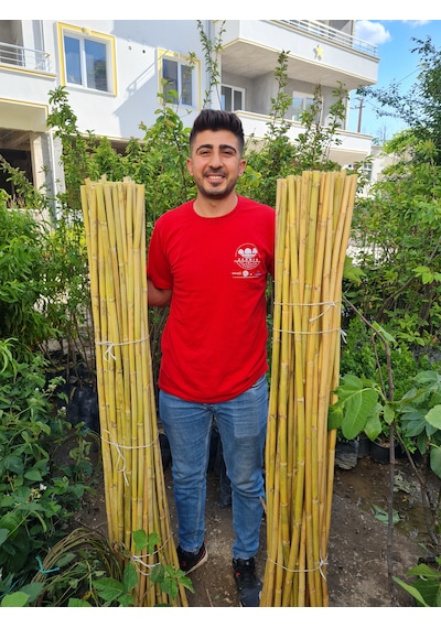 1,5 Metre Fidan Bitki Destek Çubuğu Bambu 30 Adet