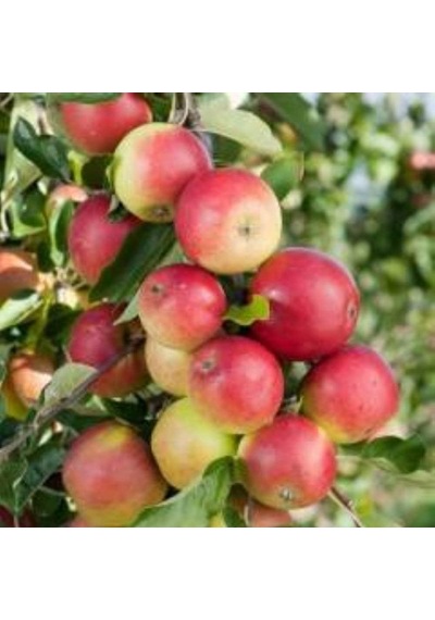Mutlu Paket Tüplü Aşılı Tam Bodur Aromalı Amasya Misket Elma Fidanı