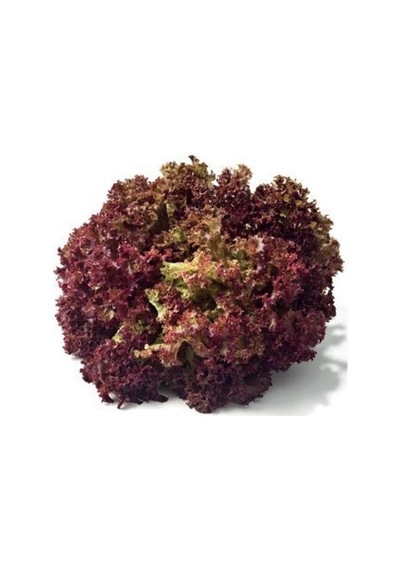 SimaGRo Kırmızı Kıvırcık Marul Tohumu 5GR 1 Paket