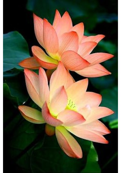 5 Adet Tohum Nadir Turuncu Lotus Çiçeği Nilüfer Su Çiçek Tohumudu
