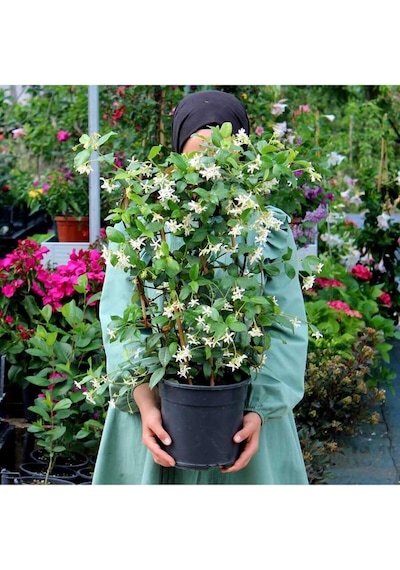 Arap Yasemini Bol Kokulu 30-32 Cm Boy, Saksılı