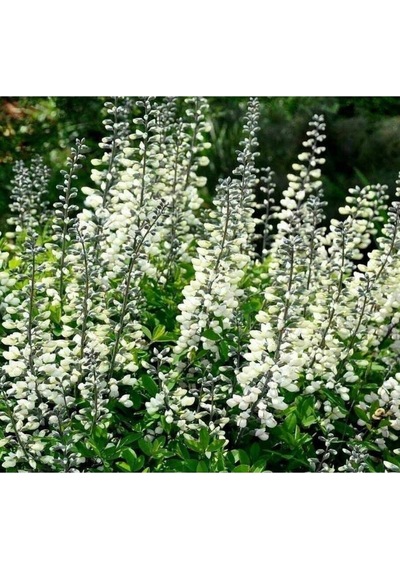 10 Adet White Wild Indigo Tohumu