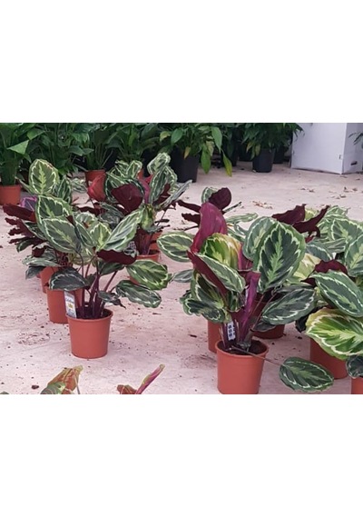Dua Çiceği calathea