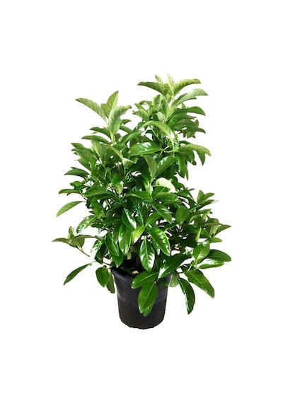 Mavi Çim 1 Adet Saksılı 10-20cm +kartopu Viburnum 30-60cm 1adet Bahçe Seti
