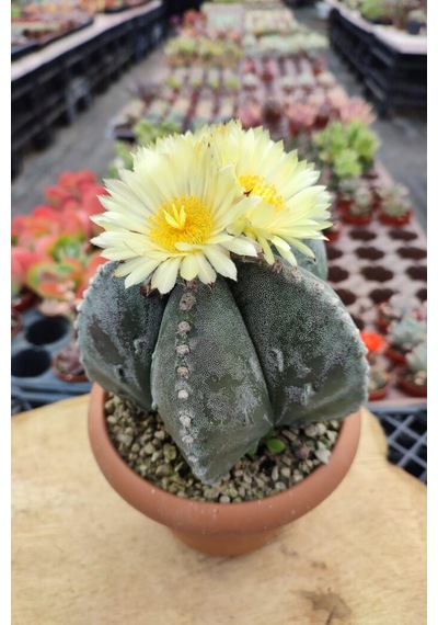 10 Adet Tohum İthal Çin Astrophytum Myriostigma Kaktüs Tohumu Saksı Toprak Hediyeli 01