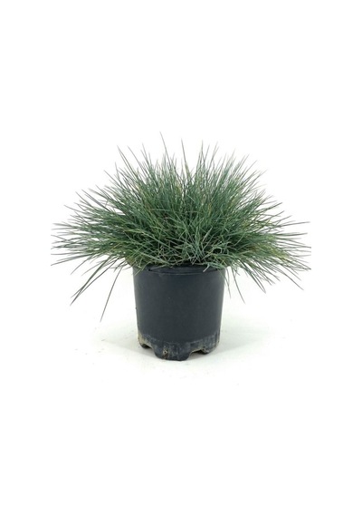 Mavi Çim 1 Adet Saksılı 10-20cm +alev Çalısı 30-60cm 1 Adet Bahçe Seti