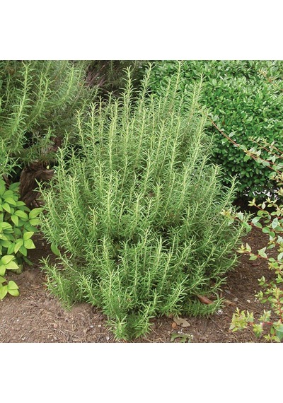 Biberiye Fidanı 20-30 Cm 15 Adet Rosmarinus Officinalis