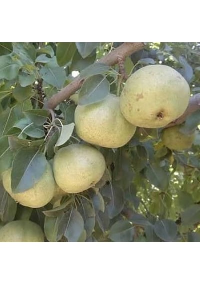 3 Yaş Aşılı Ankara Armut Fidanı. Torbada
