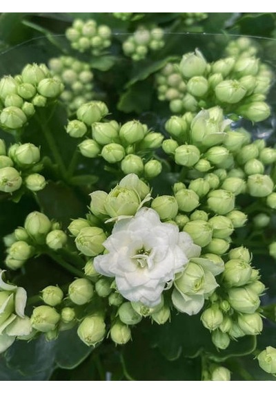 Serada Decor Plant Beyaz Çiçekli Kalanşo Kalanchoe Çiçeği Ithal Büyük Boy