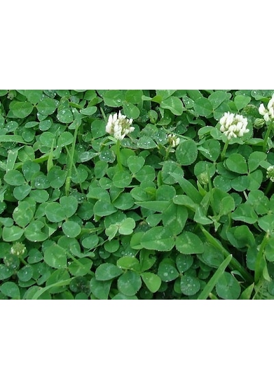 Üçgül Tohumu Ak Üçgül Trifolium Repens Süs Yoncası Bodur Yoncası 1 KG