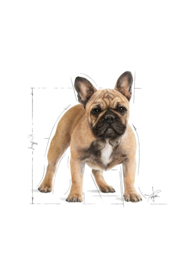 Royal Canin French Bulldog Yetişkin Köpek Maması 3 KG