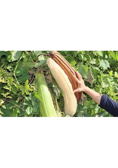 Lif Kabak Tohumu Lif Kabağı Tohumu 100 Adet Tohum