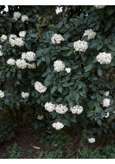 Videolu Lucidum Kartopu Çit Bitkisi 1 Adet Saksılı/ Tüplü 100-120cm Viburnum Tinus Lucidum