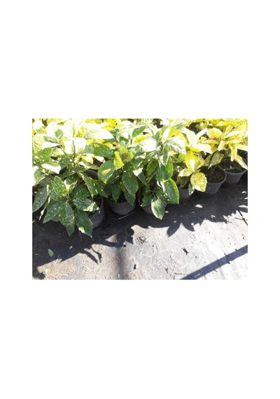 Japon Defnesi Aucuba Japonica 10 Adet
