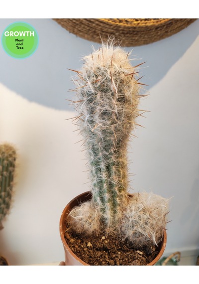 Oreocereus Trollii Kaktüs 1 Adet