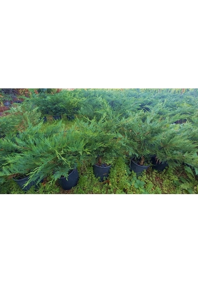 Yayılıcı Leylandi Cupressocyparis Leylandii Horizantelis 40-60 Cm 5 Adet