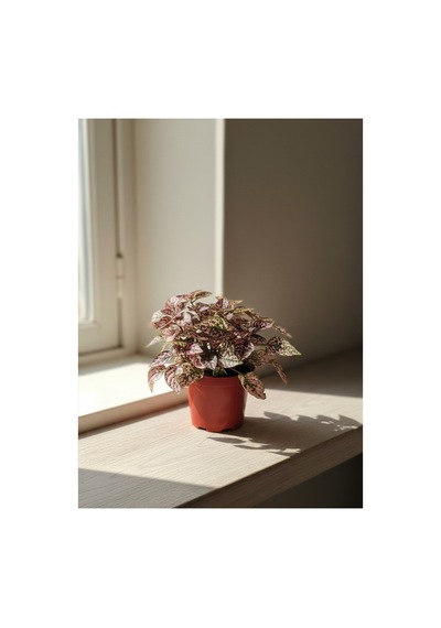 Mine Garden Ankara: Pembe Çil Çiçeği Hypoestes Phyllostachya