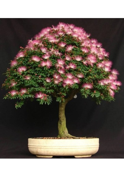 Bonsai Albizia Ağacı & Gülbirişim Ağacı Tohumu 10 Adet Tohum
