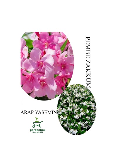 Pembe Zakkum Fidanı 1adet Saksılı 30-60cm- Arap Yasemin Çiçeği 1 Adet 30-50cm