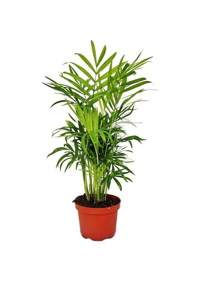 Şamador Areka -barış Çiçeği 30-40cm-para Çiçeği 15-30cm Ofis Çiçek Seti