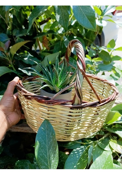 Kamış El Örgü Mini Piknik Sepeti Organizer
