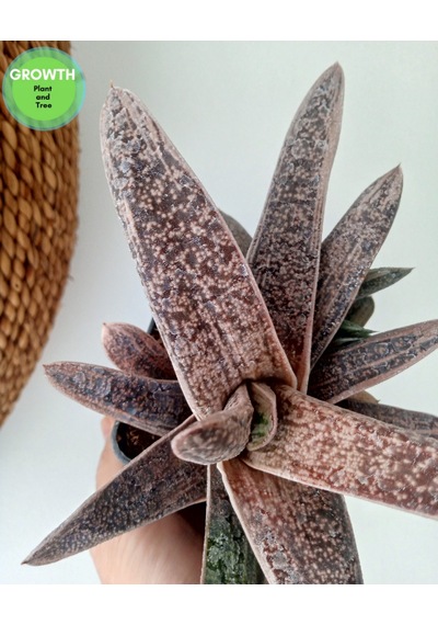 Gasteria Little Warty Variegated 1 Adet