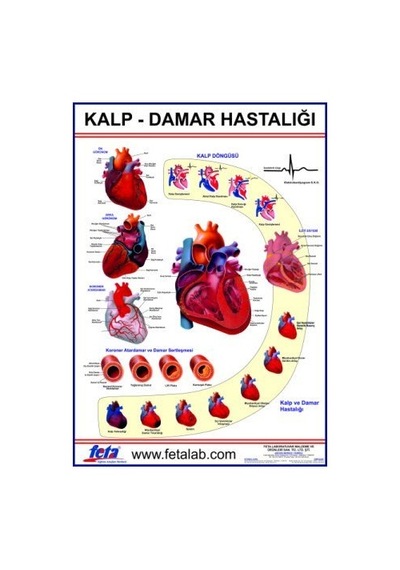 Kalp Ve Damar Hastalıkları Levhası