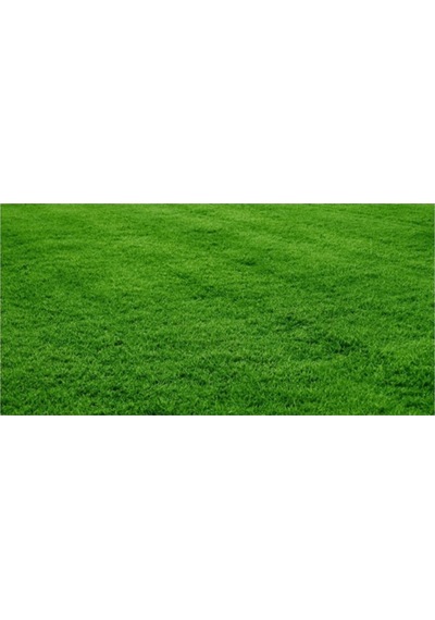 Bermuda Çim Tohumu Uganda Çim Tohumu 500 Gr