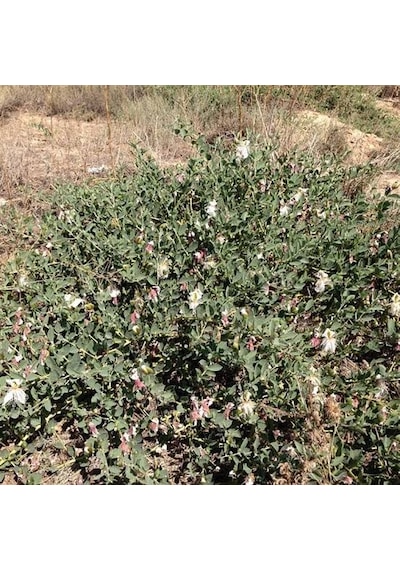 Kapari Tohumu 50 GR Ovata Cinsi Aşçı Murat Kapari