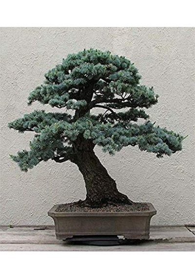 Bodur Mavi Selvi Bonzai Ağacı Tohumu 5 Adet Bonsai Ağacı Tohumu