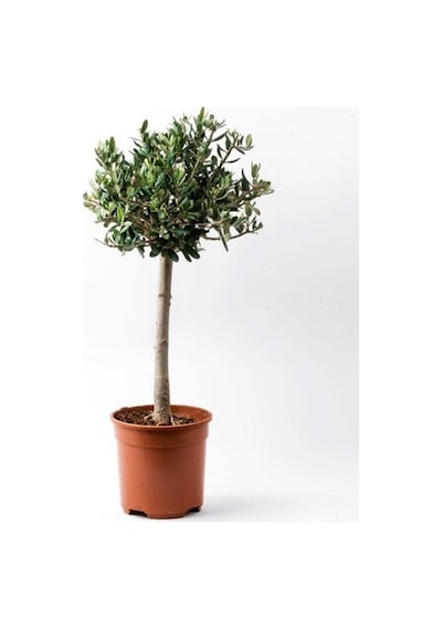 Bonsai Zeytin Olea Europeana Macro Bonsai 3 Adet